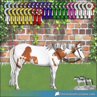 Horse Color:White Spotted Silver Brown Splash Tobiano 
