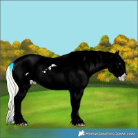 Horse Color:Silver Bay Ice Onyx Splash Appaloosa 