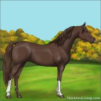 Horse Color:Liver Chestnut 