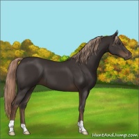 Horse Color:Liver Chestnut 