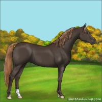 Horse Color:Liver Chestnut 