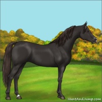 Horse Color:Liver Chestnut Frame 