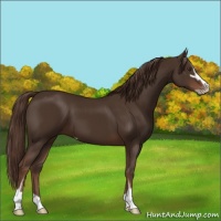 Horse Color:Liver Chestnut Sabino 