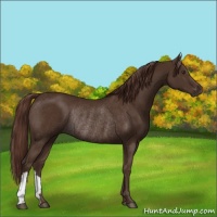 Horse Color:Liver Chestnut Rabicano 