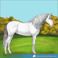 Horse Color:White Spotted Brown Dun Mushroom Sabino Appaloosa Brindle