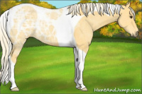 Horse Color:Palomino Ice Tobiano