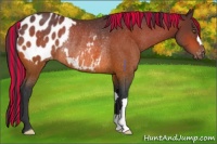 Horse Color:Painted Brown Appaloosa Rabicano 