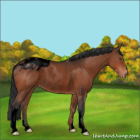 Horse Color:Void Brown Appaloosa Rabicano 