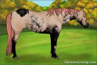 Horse Color:Void Painted Buckskin Pearl Sabino Appaloosa Rabicano 