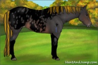 Horse Color:Void Painted Brown Tobiano Blanket 