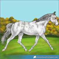 Horse Color:Silver Smoky Black Sabino 