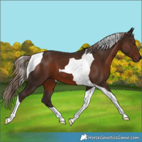 Horse Color:Liver Chestnut Tobiano 