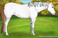 Horse Color:White Spotted Chestnut
