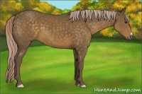 Horse Color:Chocolate Palomino