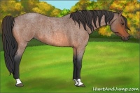 Horse Color:Bay Roan 