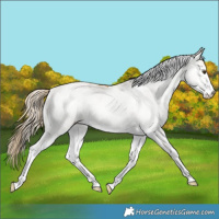 Horse Color:White Spotted Palomino 