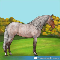 Horse Color:Silver Brown Roan Appaloosa 