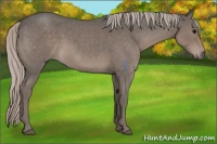 Horse Color:Silver Blue Roan 
