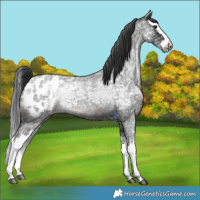 Horse Color:Blue Ice Roan Splash Appaloosa 
