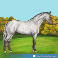 Horse Color:Silver Blue Roan 