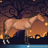 Horse Color:Bay Roan 
