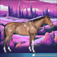 Horse Color:Bay Tobiano 