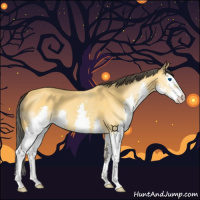 Horse Color:Buckskin Splash 