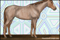Horse Color:Red Roan Rabicano 