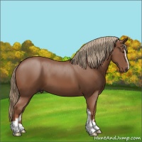 Horse Color:Chestnut Sabino 
