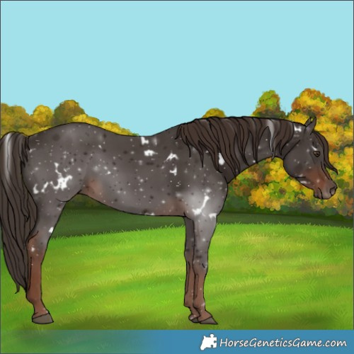 Horse Color:White Spotted Liver Chestnut 