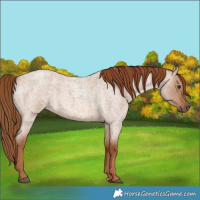 Horse Color:Red Dun Roan 