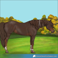 Horse Color:Liver Chestnut Tobiano 