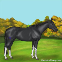 Horse Color:Black Tobiano