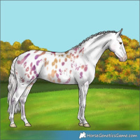 Horse Color:White Spotted Silver Buckskin Dun Appaloosa Rabicano 
