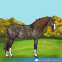 Horse Color:Liver Red Dun Ice 