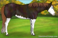 Horse Color:Midnight Chestnut Splash 