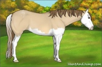 Horse Color:Buckskin Dun Splash Appaloosa