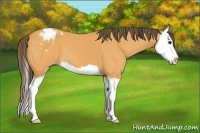 Horse Color:Buckskin Splash Appaloosa 