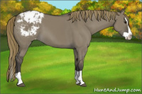 Horse Color:Smoky Grullo Splash Varnish 
