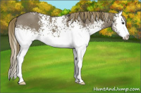Horse Color:White Spotted Smoky Grullo Splash Appaloosa