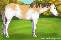 Horse Color:White Spotted Buckskin Splash Appaloosa