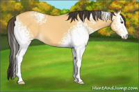 Horse Color:White Spotted Buckskin Dun 