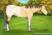 Horse Color:Buckskin Splash Tobiano Blanket 