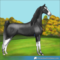 Horse Color:Platinum Black Splash 