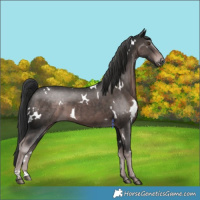 Horse Color:Platinum White Spotted Liver Chestnut 