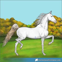 Horse Color:Sable Cream Champagne Near Leopard 