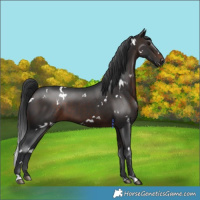 Horse Color:White Spotted Brown