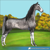Horse Color:Platinum Buckskin Splash 