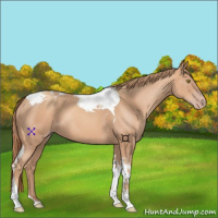 Horse Color:Gold Champagne Tobiano 