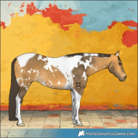 Horse Color:White Spotted Buckskin Tobiano 